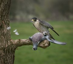 Eileen Jones - Peregrine and flying feathers - Third.jpg